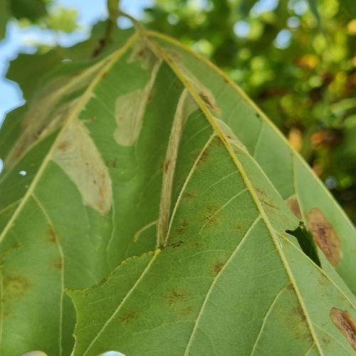 Phyllonorycter platani