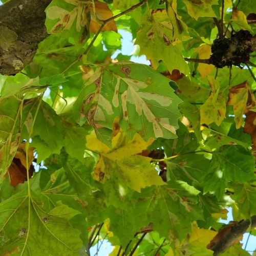 Phyllonorycter platani