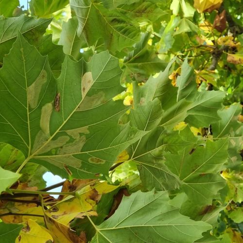 Phyllonorycter platani