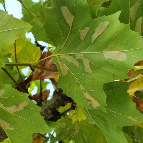 Phyllonorycter platani