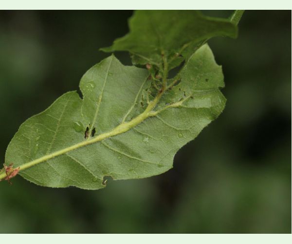 Andricus testaceipes