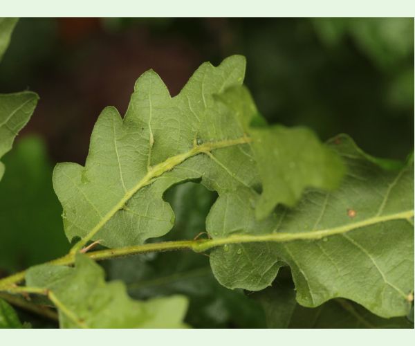 Andricus testaceipes