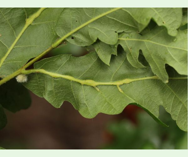 Andricus testaceipes