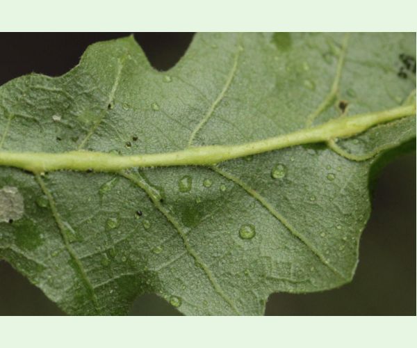 Andricus testaceipes