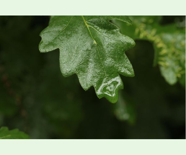 Andricus testaceipes