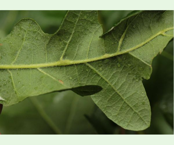 Andricus testaceipes