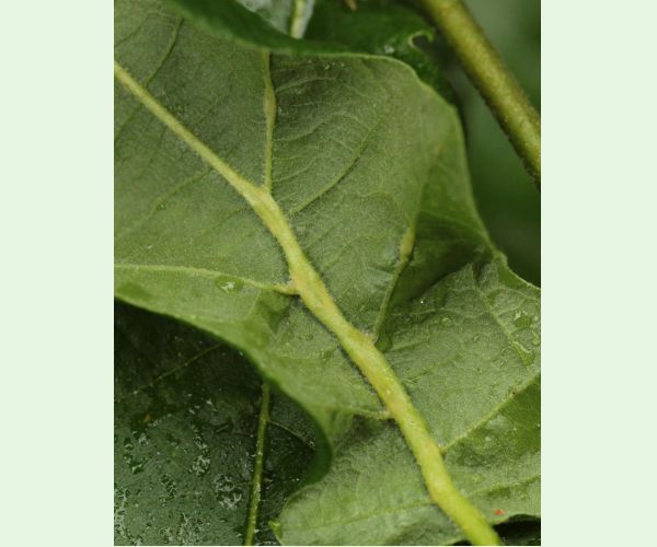 Andricus testaceipes