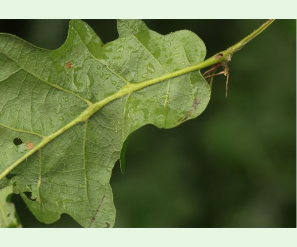 Andricus testaceipes