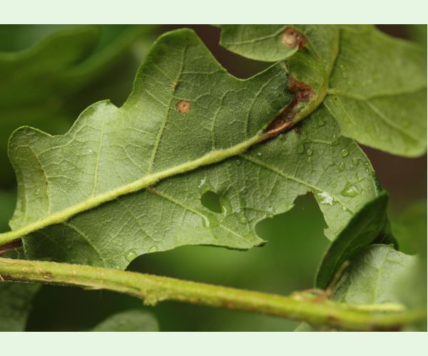 Andricus testaceipes