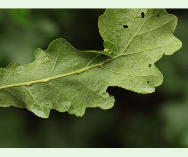 Andricus testaceipes