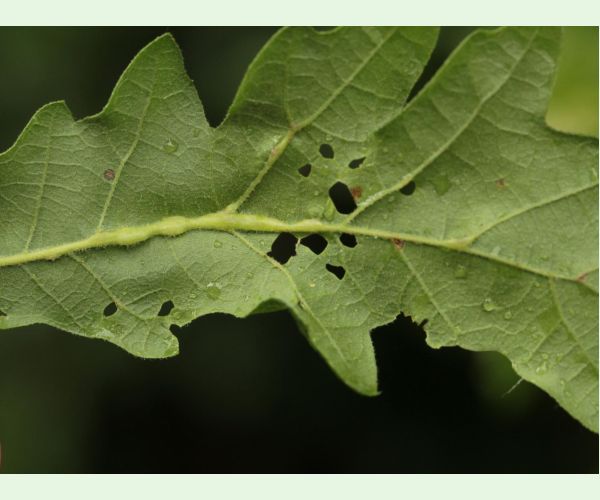 Andricus testaceipes