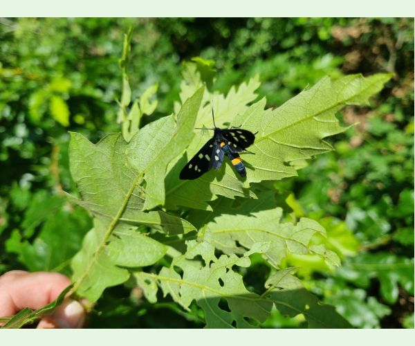 Amata (= Syntomis) phegea