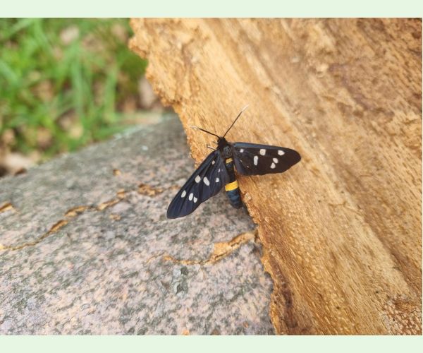 Amata (= Syntomis) phegea