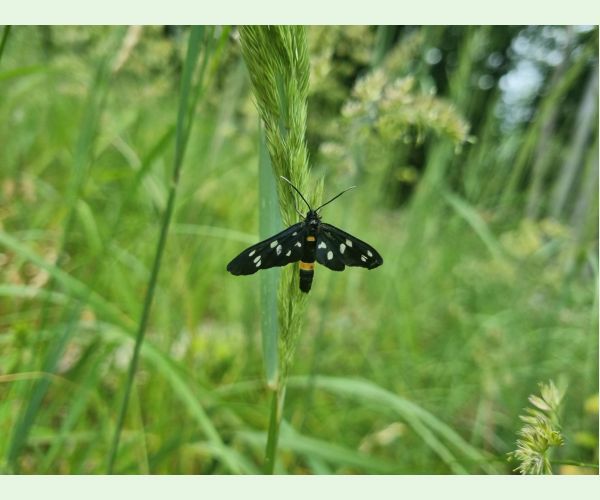 Amata (= Syntomis) phegea