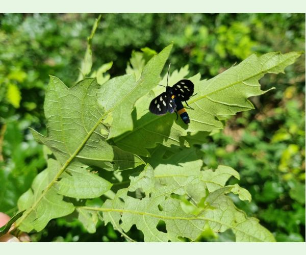 Amata (= Syntomis) phegea