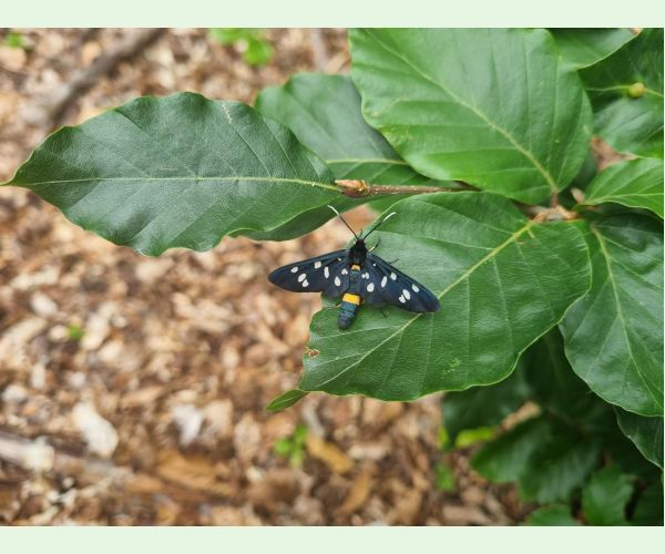 Amata (= Syntomis) phegea