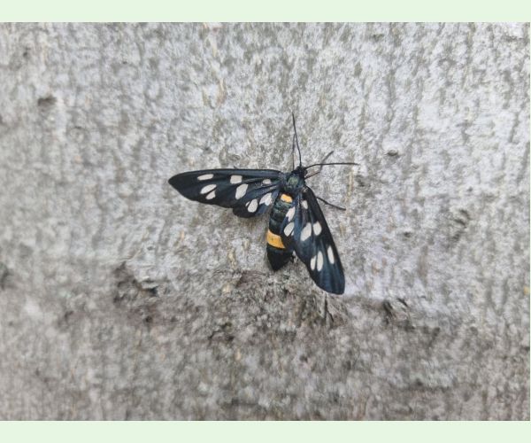 Amata (= Syntomis) phegea