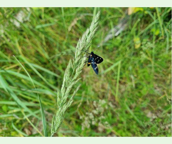 Amata (= Syntomis) phegea