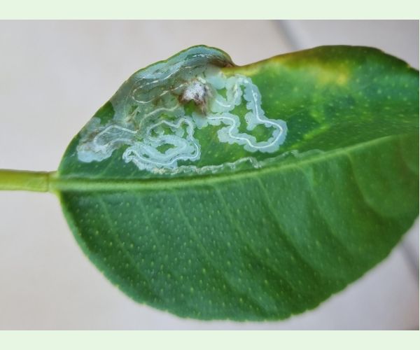 Phyllocnistis citrella