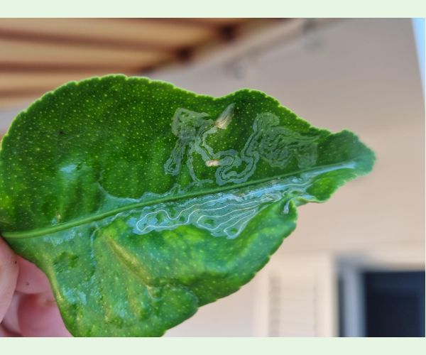 Phyllocnistis citrella