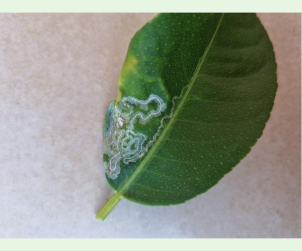 Phyllocnistis citrella