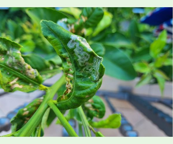 Phyllocnistis citrella