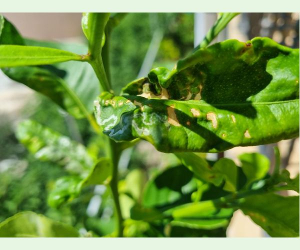 Phyllocnistis citrella