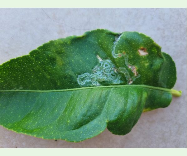 Phyllocnistis citrella