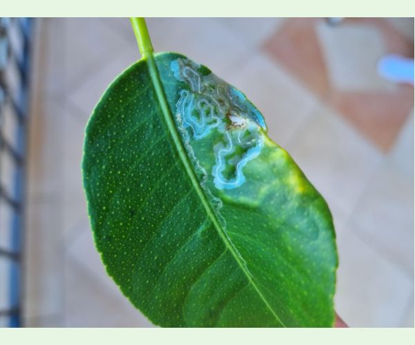 Phyllocnistis citrella