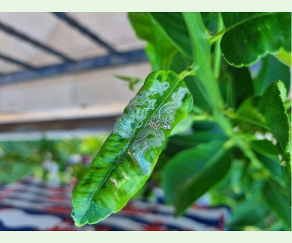 Phyllocnistis citrella