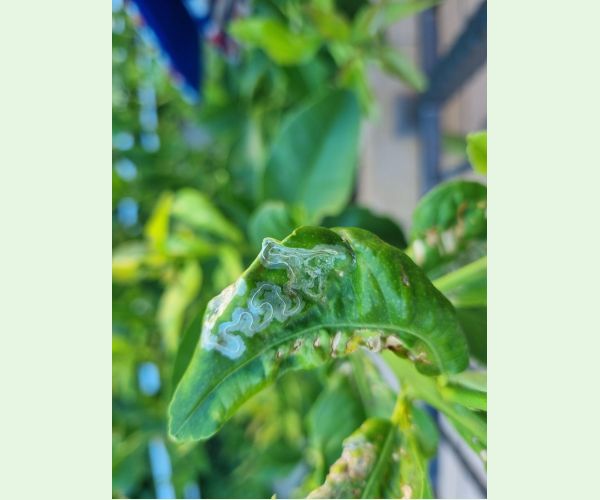 Phyllocnistis citrella