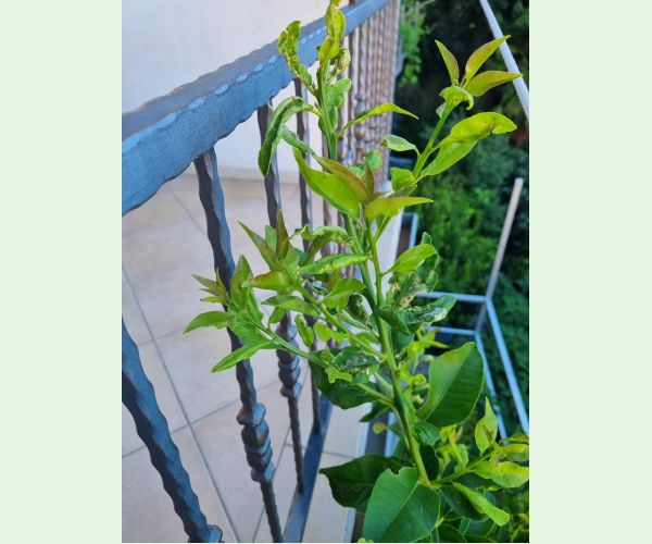 Phyllocnistis citrella