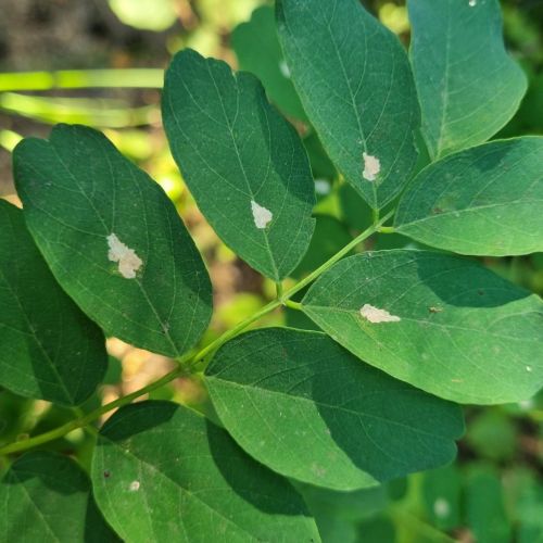 Parectopa robiniella