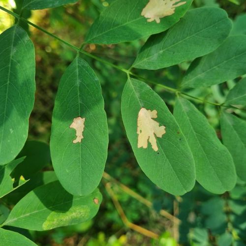 Parectopa robiniella