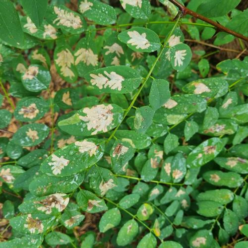 Parectopa robiniella