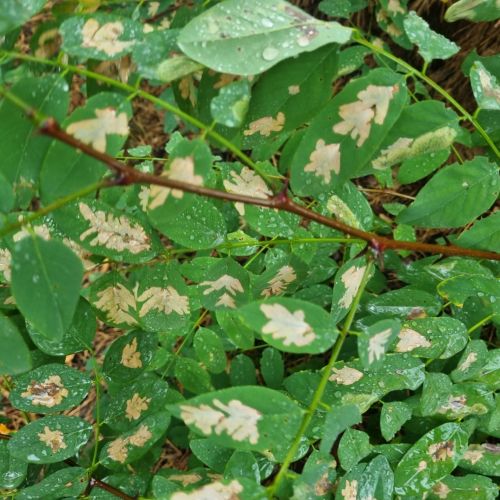 Parectopa robiniella