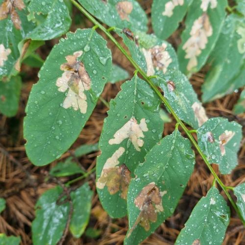 Parectopa robiniella