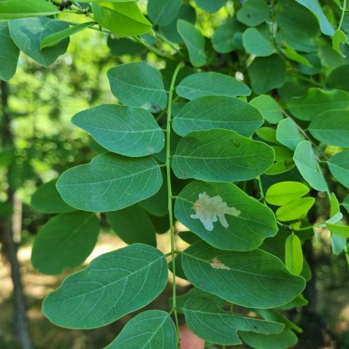 Parectopa robiniella