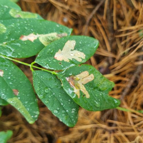 Parectopa robiniella
