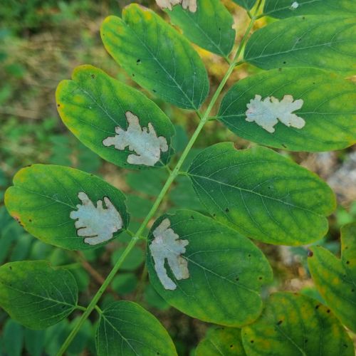 Parectopa robiniella