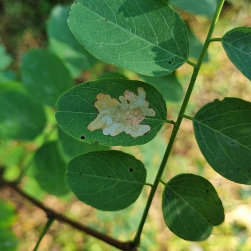 Parectopa robiniella