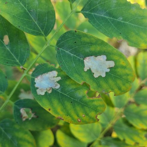 Parectopa robiniella