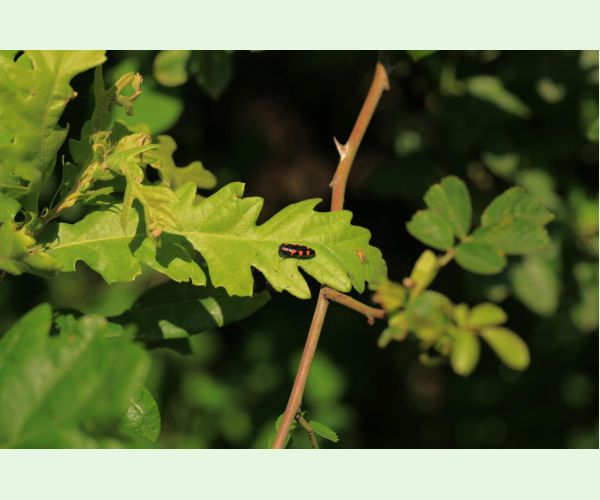 Ptosima undecimmaculata