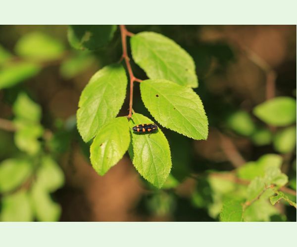 Ptosima undecimmaculata