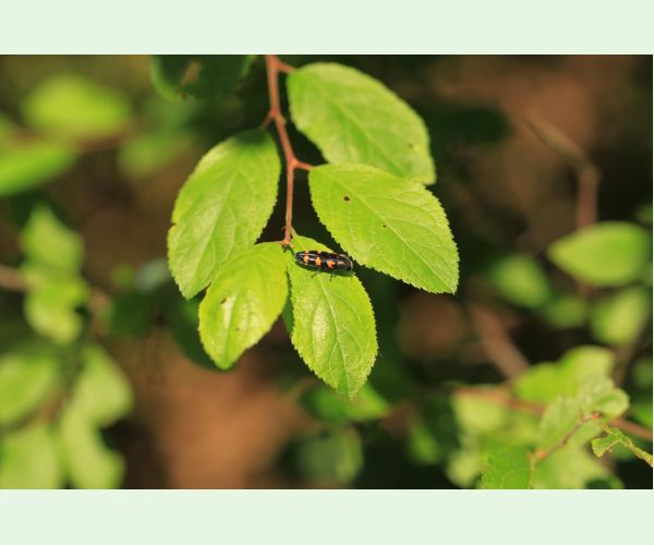 Ptosima undecimmaculata