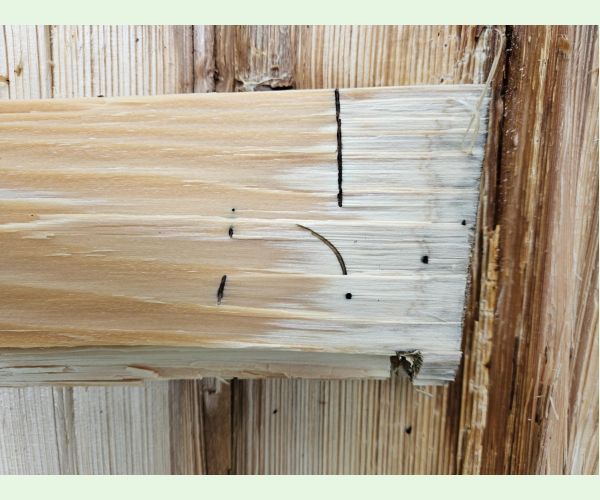 Treptoplatypus oxyurus