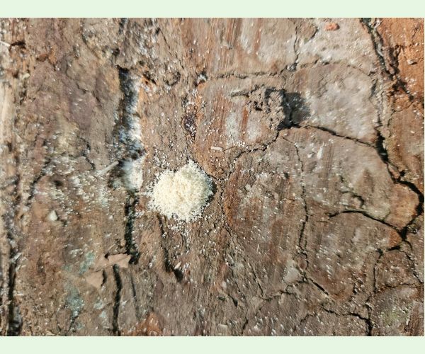 Treptoplatypus oxyurus