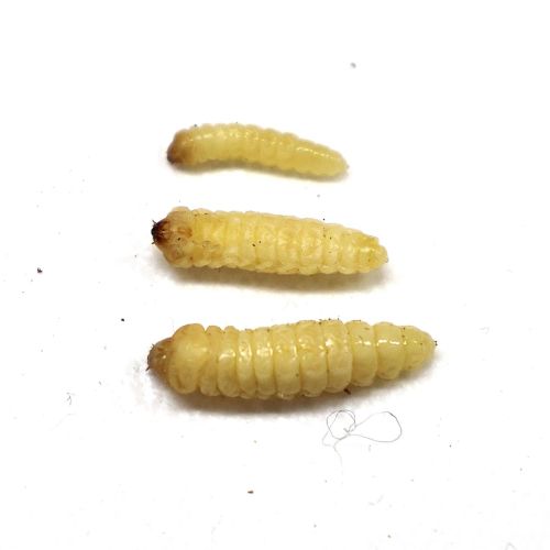 Serropalpus barbatus