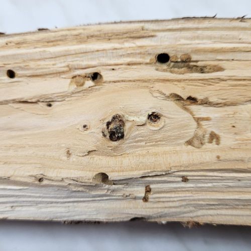 Serropalpus barbatus