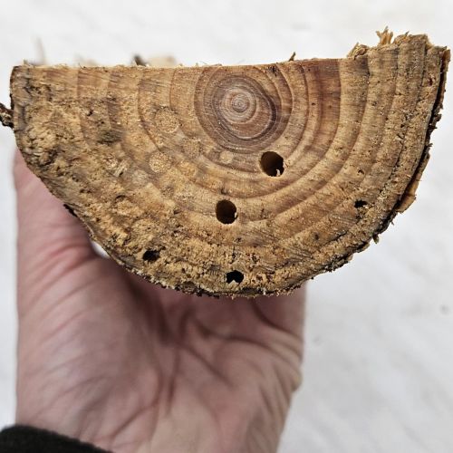 Serropalpus barbatus